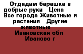 Отдадим барашка в добрые руки › Цена ­ 1 - Все города Животные и растения » Другие животные   . Ивановская обл.,Иваново г.